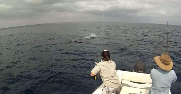 VIDEO: Fly fishing for marlin & sailfish